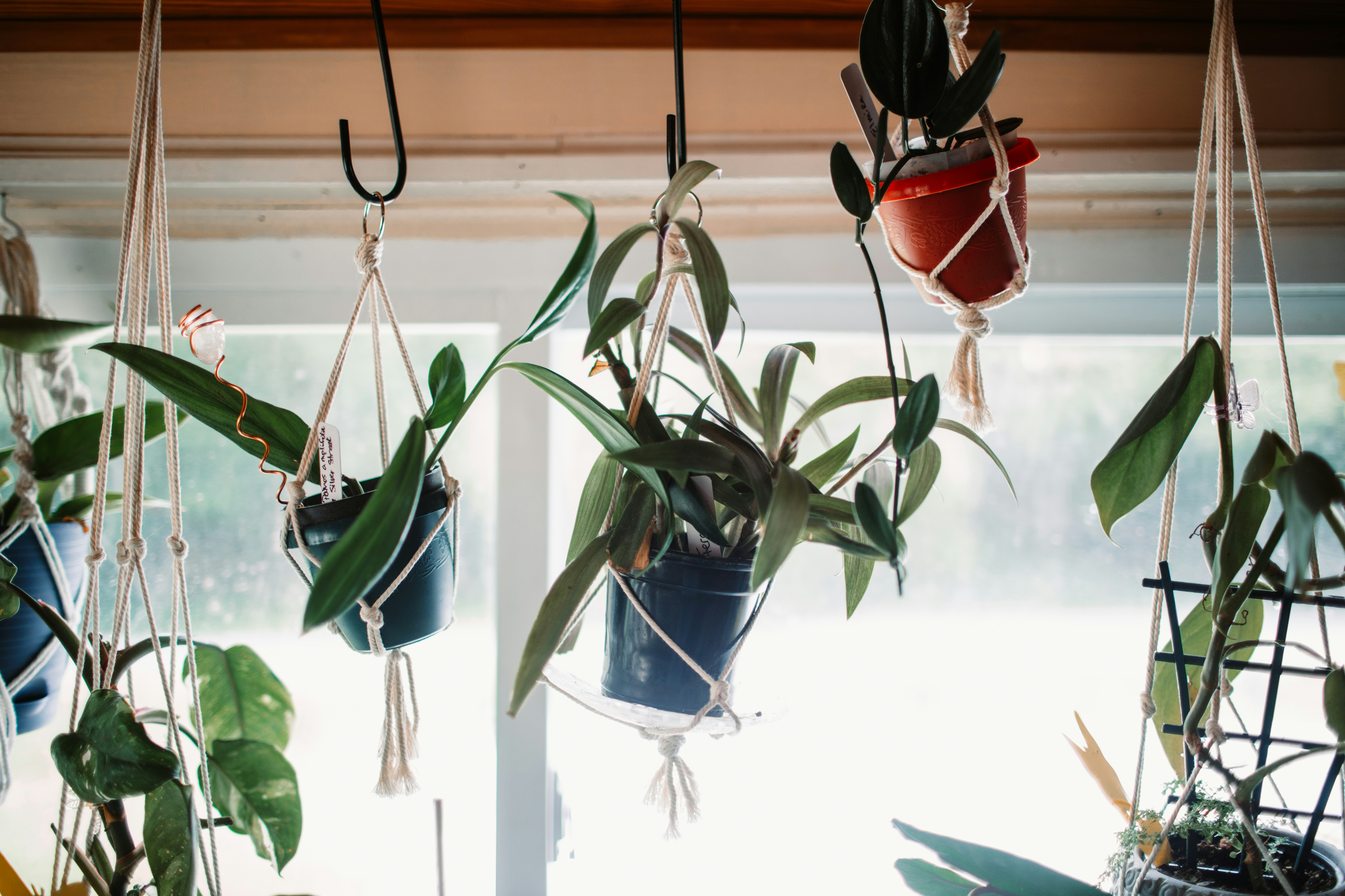 Real hanging planter hooks with indoor planters